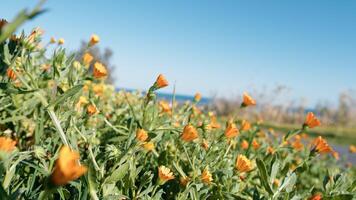 Orange klein Blumen im das Wiese Feld zum Frühling im Sizilien foto