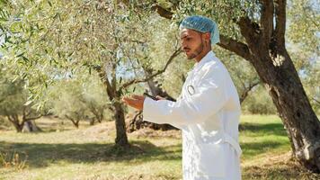 Agronom Überprüfung das richtig Wachstum von ein Olive Baum foto