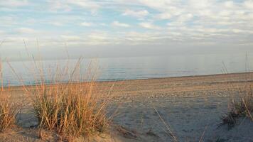 Strand und trocken Pflanzen auf das Küste mit Ozean Hintergrund foto