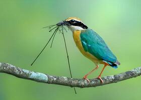 ein Vogel mit ein lange Schnabel Sitzung auf ein Ast foto