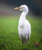 ein Vogel mit ein Mohawk thront auf ein Ast foto