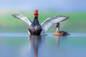 zwei Enten Schwimmen im das Wasser mit ein verschwommen Hintergrund foto