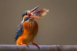 Eisvogel mit Fisch im Mund foto