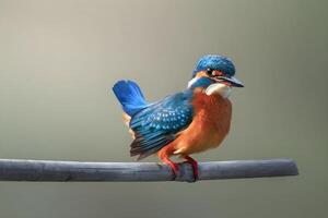 Eisvogel mit Fisch im Mund foto