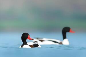 zwei Enten Schwimmen im das Wasser mit ein verschwommen Hintergrund foto