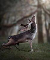 ein jung Hirsch steht im das Wald foto