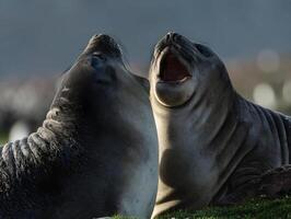 Meer Löwen beim Hafen von beschädigen del plata foto