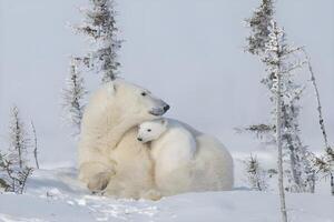 ein Polar- Bär Gehen über ein schneebedeckt Feld foto