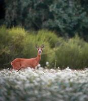 ein Hirsch steht im ein Feld von Blumen foto