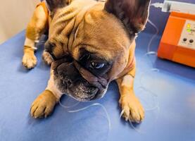 ein Französisch Bulldogge ist Sein behandelt beim ein Veterinär Klinik. iv mit Katheter im das Pfote. foto