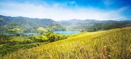 Hintergrund Landschaft Reis Gelb Gold. während das Ernte Saison.Pflanze Reis auf das Berg. asiatisch Thailand foto