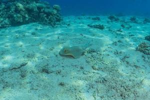 Blaupunktrochen auf dem Meeresboden im Roten Meer foto