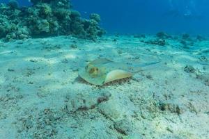 Blaupunktrochen auf dem Meeresboden im Roten Meer foto