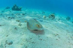 Blaupunktrochen auf dem Meeresboden im Roten Meer foto