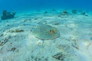 Blaupunktrochen auf dem Meeresboden im Roten Meer foto