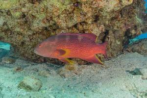 fische schwimmen im roten meer, bunte fische, eilat israel foto