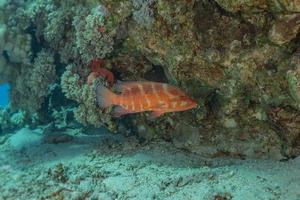 fische schwimmen im roten meer, bunte fische, eilat israel foto