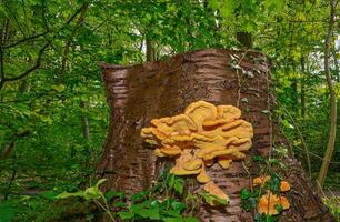 Hähnchen von das Wald Pilz bzw. Laetiporus Sulphureus auf Baum Kofferraum, unten Rhein Region, Deutschland foto
