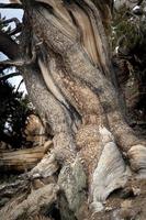 Detail der Bristlecone-Kiefer foto