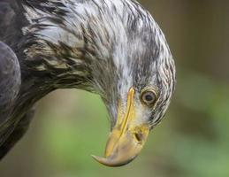 unreifen Weißkopfseeadler, Alaska foto