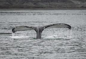 Buckelwal in der Nähe von Juneau, Alaska foto