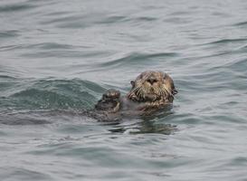 süßer Seeotter, Alaska foto