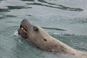 Steller Seelöwen, Indische Inseln, Alaska? foto