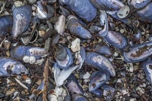 Muschelschalen am Strand von Alaska foto