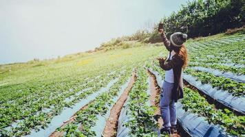 asiatische frauen entspannen sich im urlaub. Standfoto-Selfie in der Erdbeerfarm. Bergpark glücklich. in Thailand foto