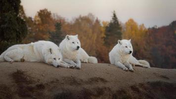 Porträt des arktischen Wolfes foto