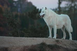 Porträt des arktischen Wolfes foto