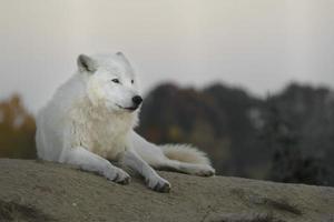 Porträt des arktischen Wolfes foto