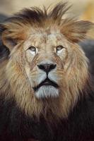 nordafrikanischer Löwe foto