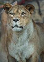 nordafrikanischer Löwe foto