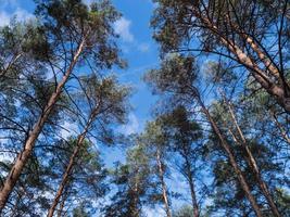 schöne Pinien im Wald. foto