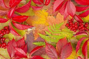 Collage, Rahmen aus hellen Herbstblättern und Beeren auf Holzhintergrund. Studiofoto foto