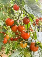 rote Kirschtomaten auf Busch mit grünen Blättern. Studiofoto foto