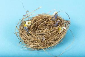 Vogelnest auf blauem Hintergrund. Studiofoto foto