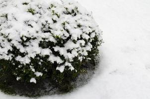Gartenpflanzen, Büsche, Nadelbäume unter dem Schnee im Winter foto