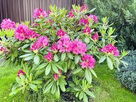 Rhododendronbusch blüht mit schönen rosa Blüten foto