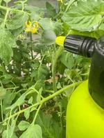 Behandlung von Pestiziden von Tomatenblättern von Krankheiten. foto