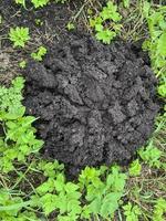 Haufen schwarzer Erde, aufgetürmt von Maulwurf auf Gras foto