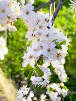 Blühende weiße Blumen Obstbäume auf dem Hintergrund des blauen Himmels. foto