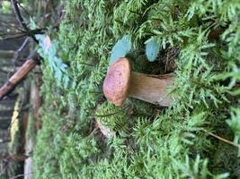 einzelner essbarer wilder Waldsteinpilz wächst im Boden foto