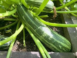 Zucchinibusch wächst im Boden mit grünen Blättern und Früchten. Studiofoto. foto