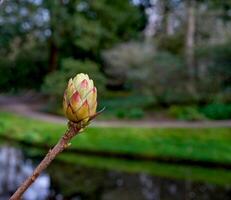 Rhododendron Knospe im Frühling, Rheinland, Deutschland foto