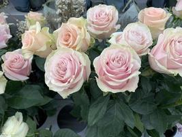 Schneiden Sie frische Rosen in Pastellfarben, Verkauf. Studiofoto