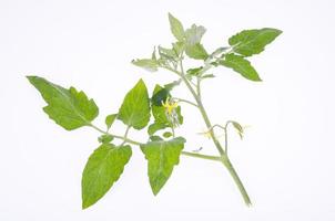 Tomatenzweig mit grünen Blättern und gelben Blüten. Studiofoto foto