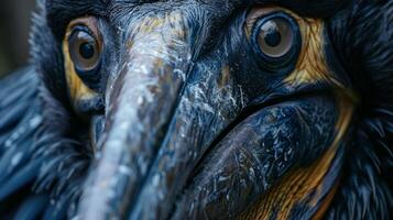 Tier Natur schließen oben Feder Tiere foto