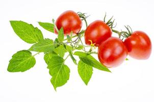 Reife rote Tomaten mit Zweigen und Blättern auf weißem Hintergrund Nahaufnahme. Studiofoto. foto